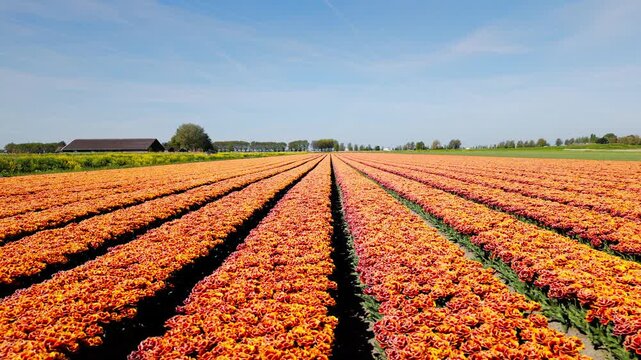 A panoramic journey reveals sweeping tulip fields in peak bloom, vivid orange and red hues stretching to the horizon, under bright sunlight with a serene rural landscape backdrop.