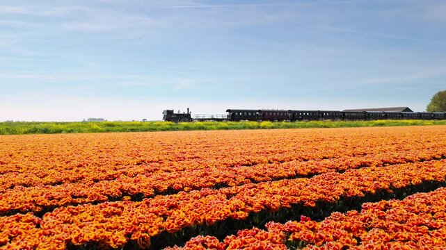 A vintage black train moves gracefully past brilliant orange tulip fields in the Netherlands, embodying travel, beauty, and springtime on a sunlit day with expansive sky.