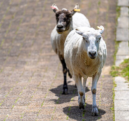 Fototapeta premium Close-up of fluffy lambs eating grass on a bright sunny day at ROKKOSAN BOKUJO (Rokkosan Pasture), Kobe, Japan. 