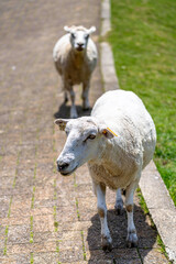 Close-up of fluffy lambs eating grass on a bright sunny day at ROKKOSAN BOKUJO (Rokkosan Pasture), Kobe, Japan.
