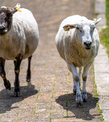 Close-up of fluffy lambs eating grass on a bright sunny day at ROKKOSAN BOKUJO (Rokkosan Pasture), Kobe, Japan.
