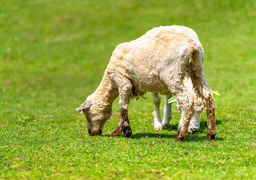 Close-up of fluffy lambs eating grass on a bright sunny day at ROKKOSAN BOKUJO (Rokkosan Pasture), Kobe, Japan.
