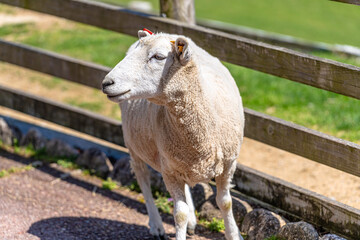 Obraz premium Close-up of fluffy lambs eating grass on a bright sunny day at ROKKOSAN BOKUJO (Rokkosan Pasture), Kobe, Japan. 