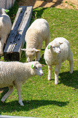 Close-up of fluffy lambs eating grass on a bright sunny day at ROKKOSAN BOKUJO (Rokkosan Pasture), Kobe, Japan.
