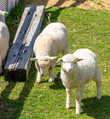 Close-up of fluffy lambs eating grass on a bright sunny day at ROKKOSAN BOKUJO (Rokkosan Pasture), Kobe, Japan.
