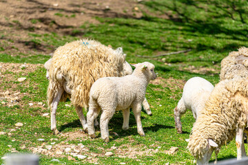 Fototapeta premium Close-up of fluffy lambs eating grass on a bright sunny day at ROKKOSAN BOKUJO (Rokkosan Pasture), Kobe, Japan. 