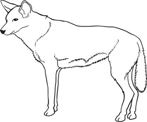 Dingo dog line vector illustration isolated on white background