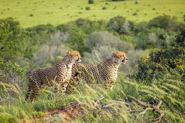 Two cheetah brothers ( Acinonyx Jubatus) looking for prey, Shamwari Private Game Reserve, South Africa.