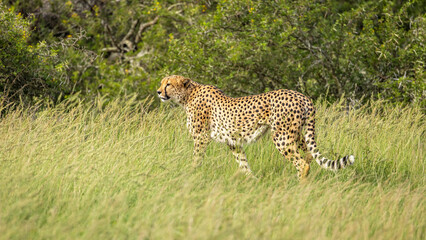 A male cheetah ( Acinonyx Jubatus) looking for prey, Shamwari Private Game Reserve, South Africa.