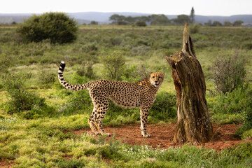 A male cheetah ( Acinonyx Jubatus) marking his territory, Shamwari Private Game Reserve, South Africa. © Gunter