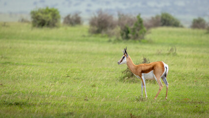 Springbok ( Antidorcas Marsupialis), Shamwari Private Game Reserve, South Africa.