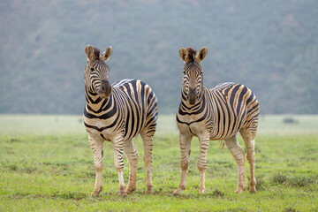 Naklejka premium Plains zebra, equus quagga, equus burchellii, common zebra being alert, Shamwari Private Game Reserve, South Africa.