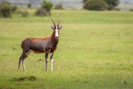 The blesbok or blesbuck (Damaliscus pygargus phillipsi) is a subspecies of the bontebok antelope endemic to Southern African counties, Shamwari Private Game Reserve, South Africa.