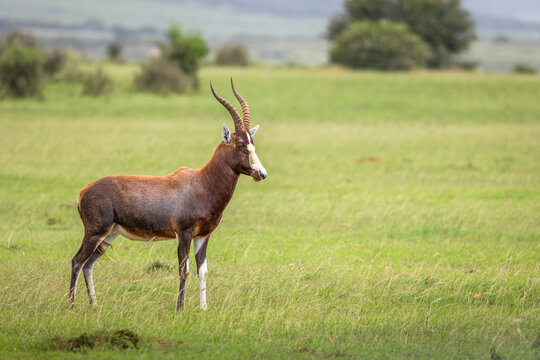 The blesbok or blesbuck (Damaliscus pygargus phillipsi) is a subspecies of the bontebok antelope endemic to Southern African counties, Shamwari Private Game Reserve, South Africa.