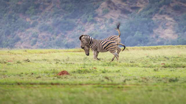 Plains zebra, equus quagga, equus burchellii, common zebra fighting, Shamwari Private Game Reserve, South Africa. - Powered by Adobe