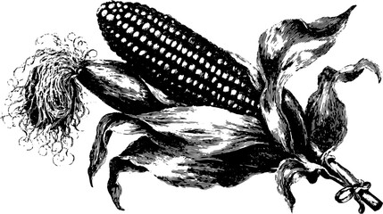 Silhouette of corn in antique engraving style. Detailed botanical vector illustration featuring a black outline and stipple design.