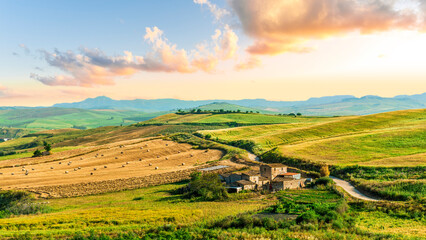 yellow agricultural field during sunset or sunrise with green wheat and rows and lines. Rustic summer evening landscape. Beautriful panoramic view of wheaten field.