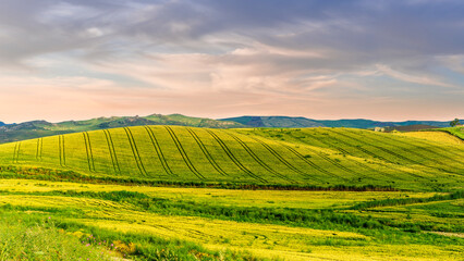 Agricultural landscape of yellow and green wheat field in rustic farmland. Farming agriculture evening  background. Summer season beautiful rural picture.