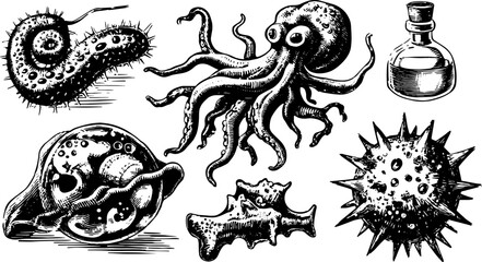 Engravings of marine life: octopus, microbe, and more. This set features a detailed black line vector illustration for scientific and educational purposes.