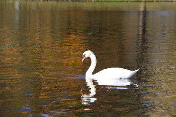 beautiful swan on the lake