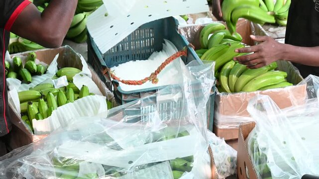 Banana packing in India. man hand close up preparing to pack bananas in a farm. Workers are working to pack bananas to be sent other country. banana package processing for export