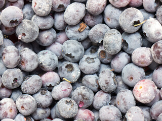 Frozen bog bilberry.