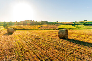 golden summer landscape of yellow panoramic wheat field with stacks and agricultural rows in a rural sunset meadiw with beautiful evening cloudy sky on background