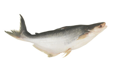 Pangasius fish isolated on white background