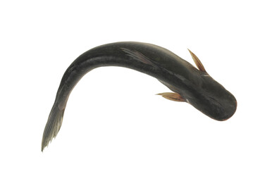 Fresh pangasius fish isolated on white background