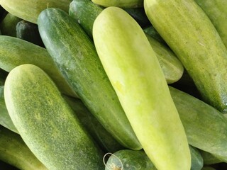 A vibrant pile of fresh, crisp cucumbers (Cucumis sativus), glistening with natural moisture. Perfect for a refreshing snack or salad on a hot day. These green beauties are nature's hydrators. 