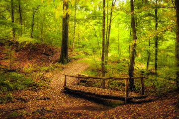 Goldener Herbstwald in Deutschland