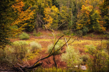 Goldener Herbstwald in Deutschland