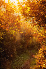 Goldener Herbstwald in Deutschland