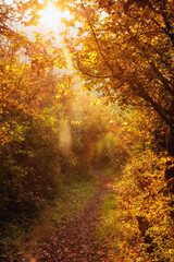 Goldener Herbstwald in Deutschland