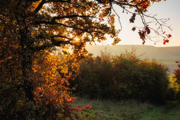 Goldener Herbstwald in Deutschland