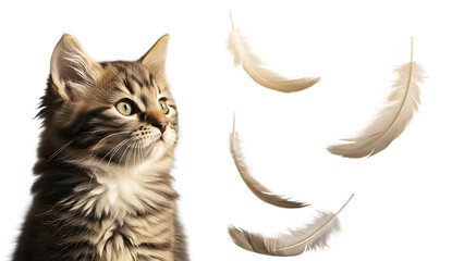A fluffy brown tabby kitten looking up at floating feathers against a black background in a studio shot