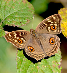 A closeup of a fancy butterfly in a tropical forest in Yunnan province of China 