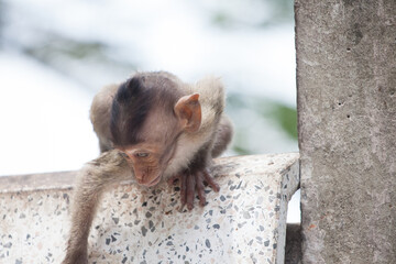 可愛いサル
