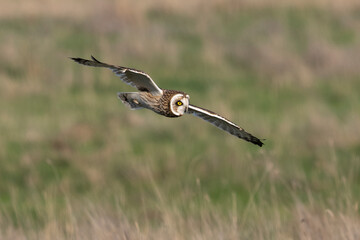 Hibou des marais