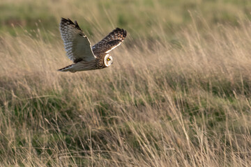 Hibou des marais