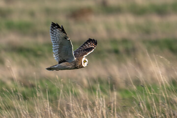 Hibou des marais