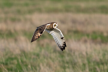 Hibou des marais