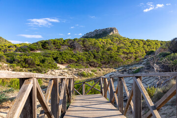 Fototapeta premium Naturschutzgebiet in den Dünen von Cala Mesquida, Mallorca, Spanien