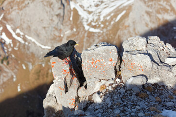 Alpine chough