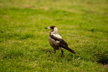 Close up of magpie walking on grassy field in springtime, Timboon, Victoria, Australia