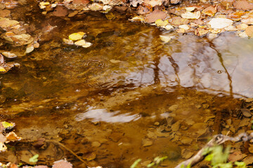 Autumn leaves float gently on the surface of a tranquil forest stream during a quiet afternoon