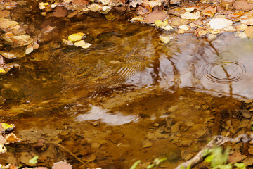 Reflective autumn pool surrounded by fallen leaves in a serene woodland setting