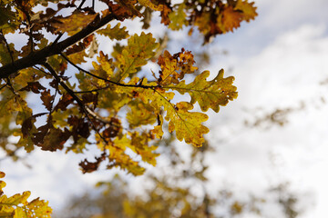Beautiful autumn leaves shining under the sunlight in a tranquil natural setting