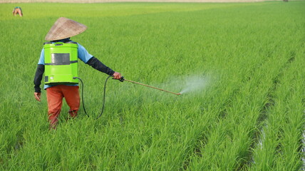 Farmer spraying pesticide on rice field with straw hat and protective gear to protect crops from pests in rural asia.