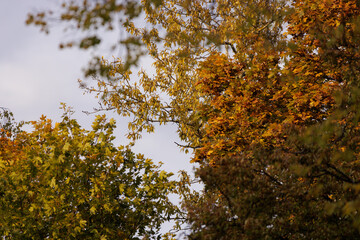 Vibrant autumn leaves dance in the gentle breeze against a cloudy sky